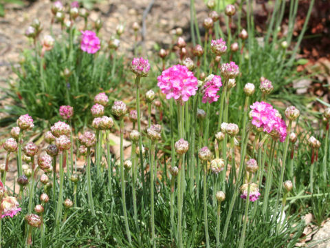 Armeria vulgaris