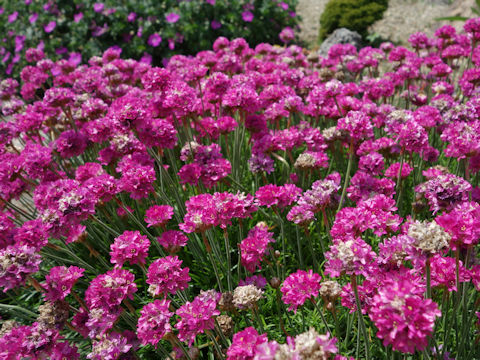 Armeria vulgaris