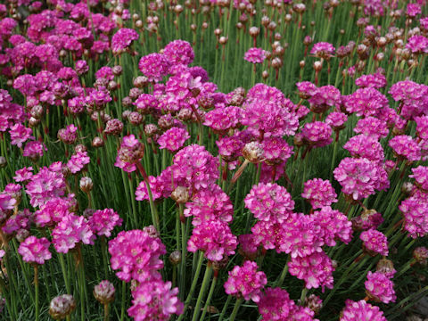 Armeria vulgaris