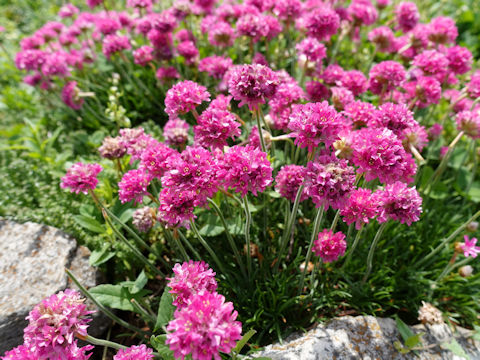 Armeria vulgaris