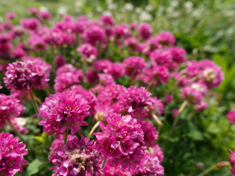 Armeria vulgaris