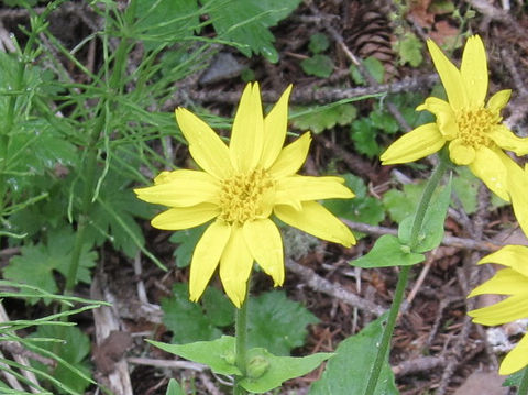 Arnica cordifolia