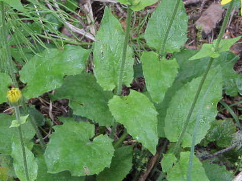 Arnica cordifolia