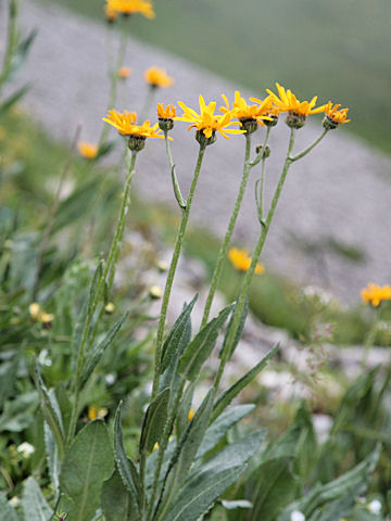 Arnica montana