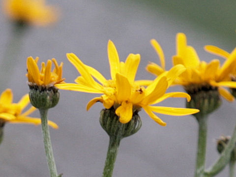 Arnica montana