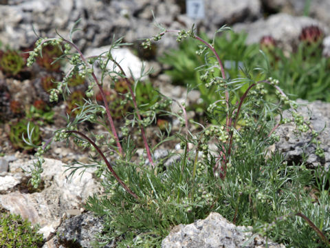 Artemisia chamaemelifolia