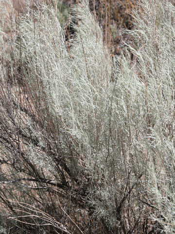 Artemisia filifolia