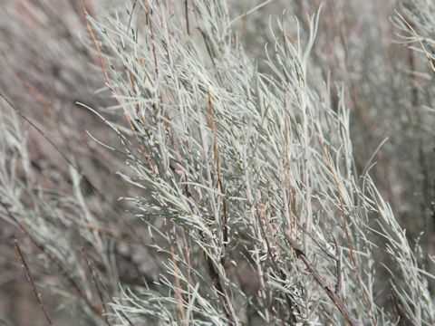 Artemisia filifolia