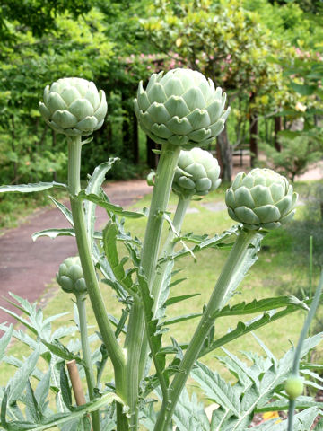 Cynara scolymus