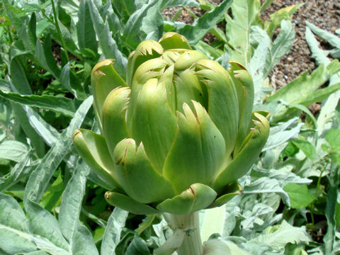 Cynara scolymus