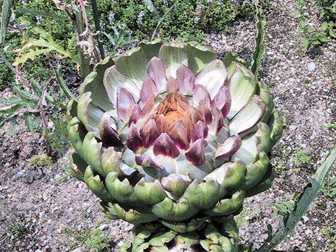 Cynara scolymus