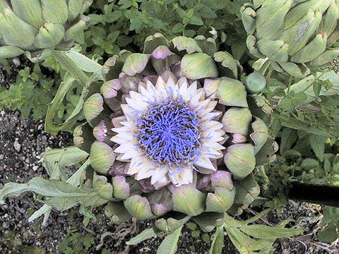 Cynara scolymus