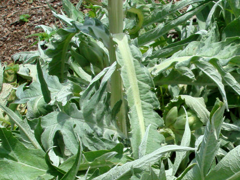 Cynara scolymus