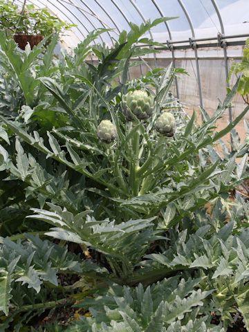 Cynara scolymus