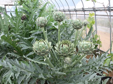 Cynara scolymus