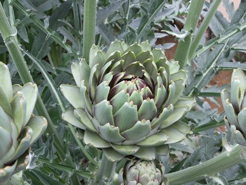 Cynara scolymus