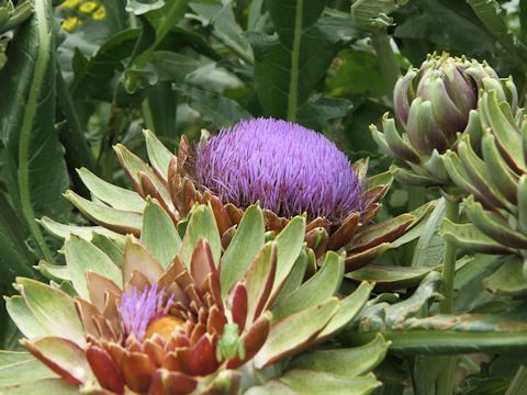 Cynara scolymus