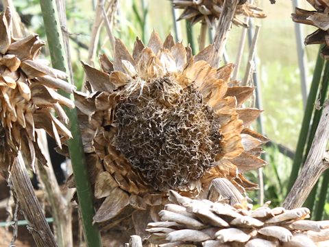 Cynara scolymus