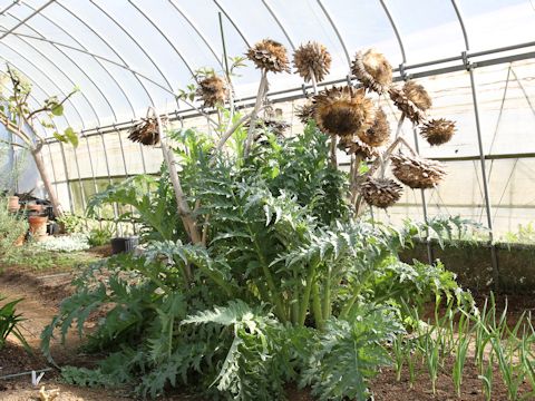 Cynara scolymus