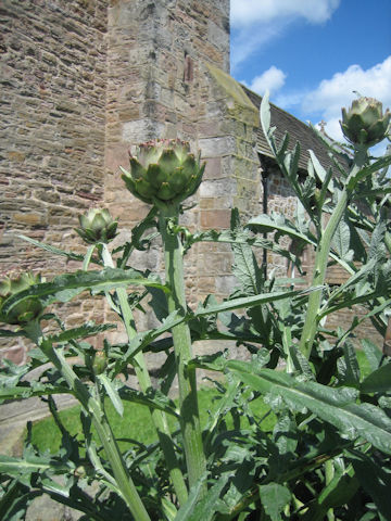 Cynara scolymus