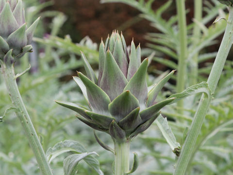 Cynara scolymus