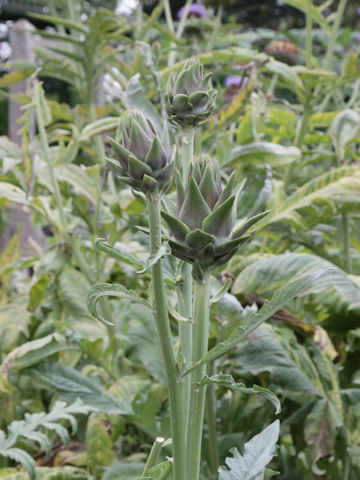 Cynara scolymus