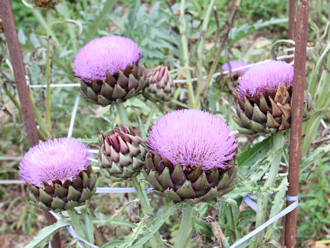 Cynara scolymus