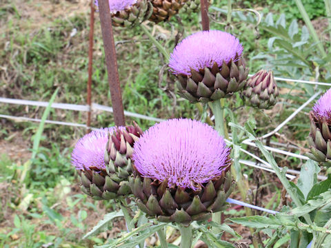 Cynara scolymus