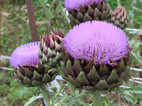 Cynara scolymus