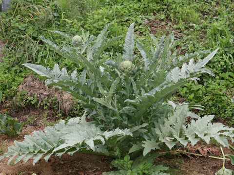 Cynara scolymus