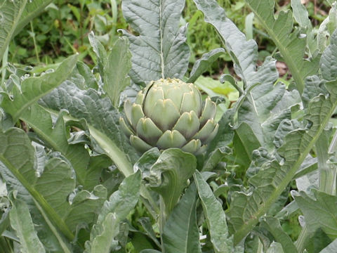 Cynara scolymus