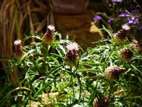 Cynara scolymus