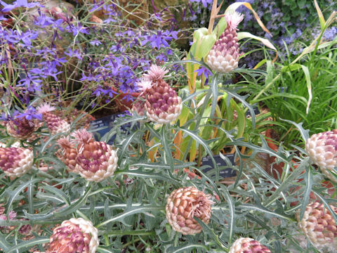 Cynara scolymus