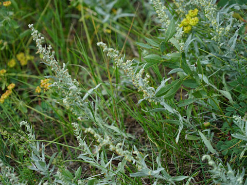 Artemisia ludoviciana