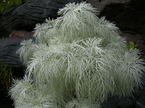 Artemisia mauiensis