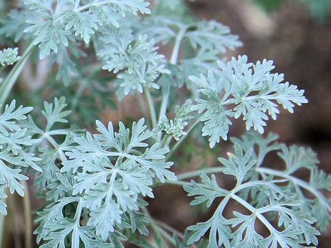 Artemisia cv. Powis Castle