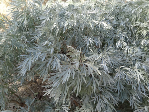 Artemisia cv. Powis Castle