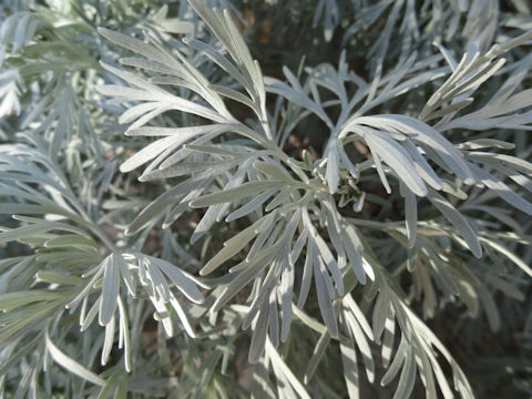 Artemisia cv. Powis Castle