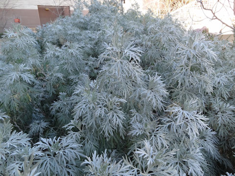 Artemisia cv. Powis Castle