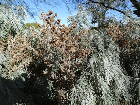 Artemisia cv. Powis Castle