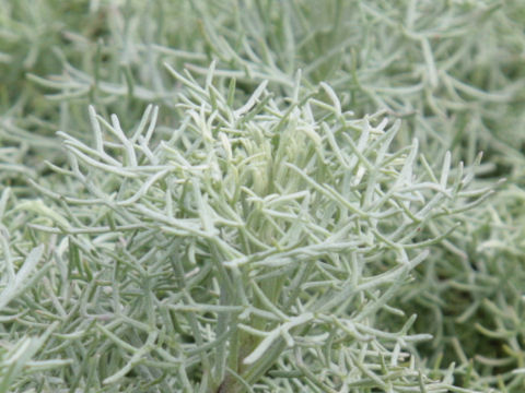 アルテミシア ウェルシコロル Artemisia Versicolor Cv Sea Foam