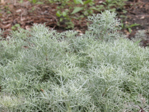 アルテミシア ウェルシコロル Artemisia Versicolor Cv Sea Foam