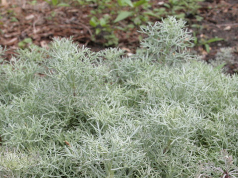 Artemisia versicolor cv. Sea Foam