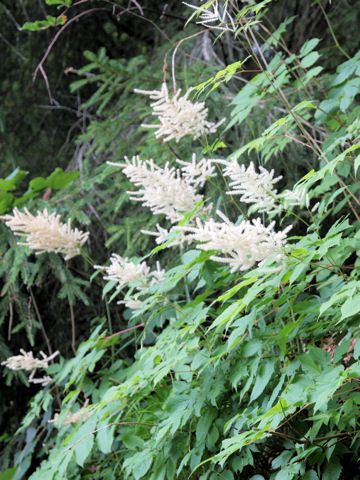 Aruncus dioicus