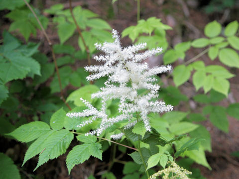 Aruncus dioicus