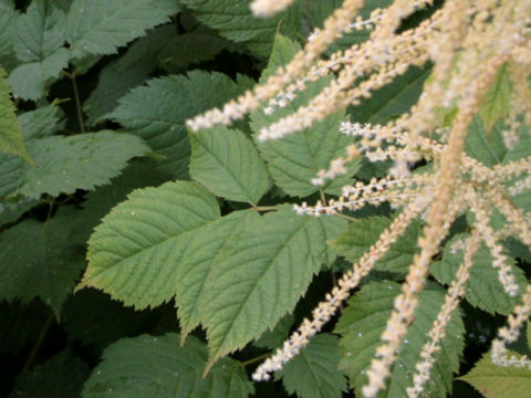 Aruncus dioicus