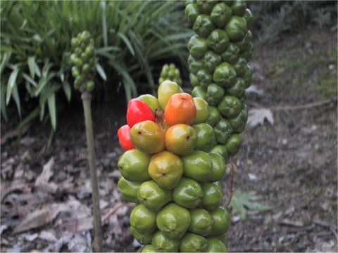 Arum italicum