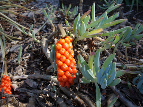 Arum italicum