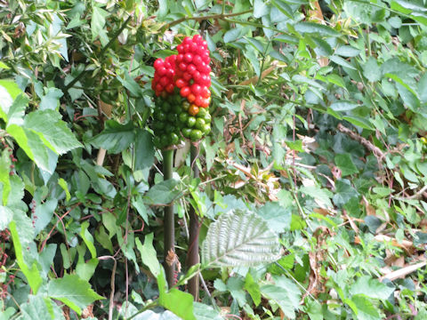 Arum italicum