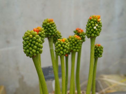 Arum pictum